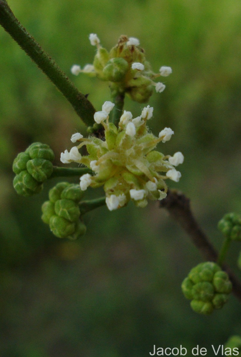 Streblus asper Lour.